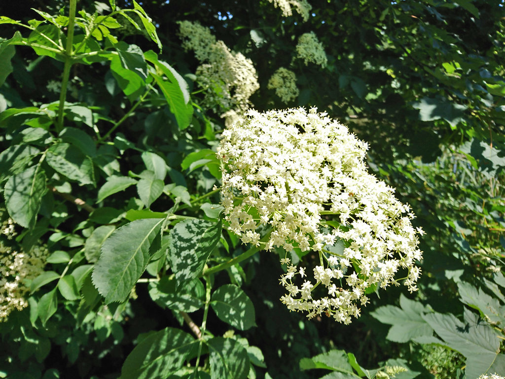 Holunderdolde Holunderblüte